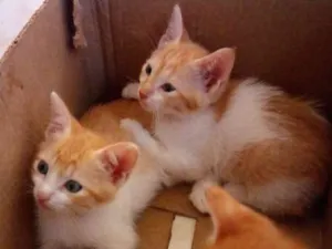 Gato raça  idade 2 a 6 meses nome Filhotes