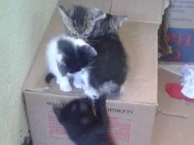 Gato ra a Siamês idade 2 a 6 meses nome nao tem