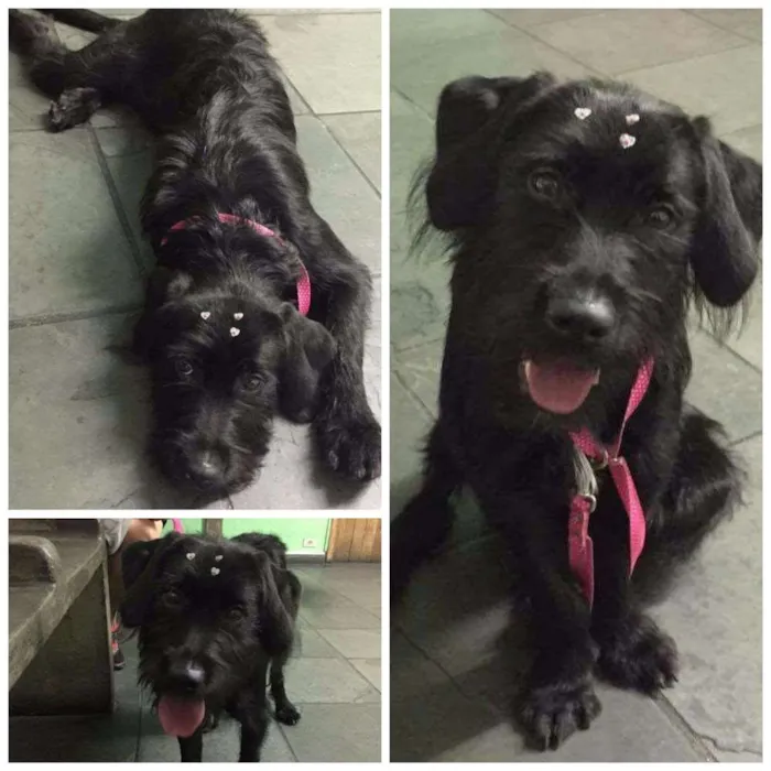 Cachorro ra a vira lata idade 7 a 11 meses nome Cindy 