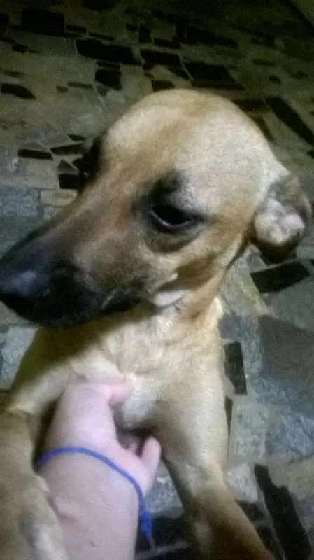 Cachorro ra a vira lata idade 2 anos nome maya