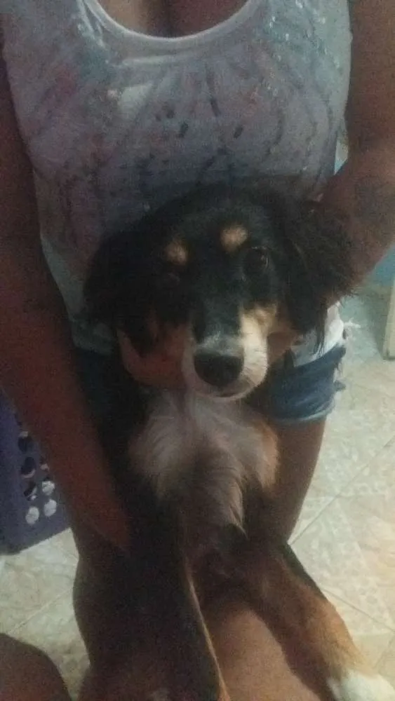 Cachorro ra a Bud Coler idade 7 a 11 meses nome Ralf