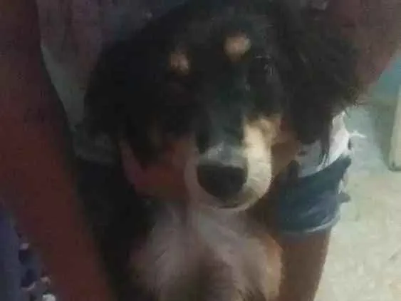Cachorro ra a Bud Coler idade 7 a 11 meses nome Ralf