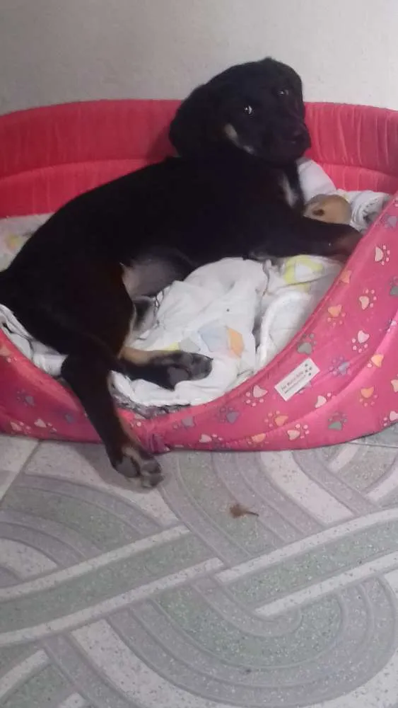 Cachorro ra a rottweiler misturado  idade 2 a 6 meses nome Luna