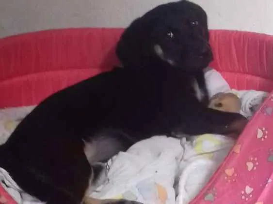 Cachorro ra a rottweiler misturado  idade 2 a 6 meses nome Luna