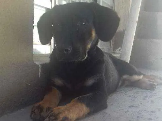 Cachorro ra a rottweiler misturado  idade 2 a 6 meses nome Luna