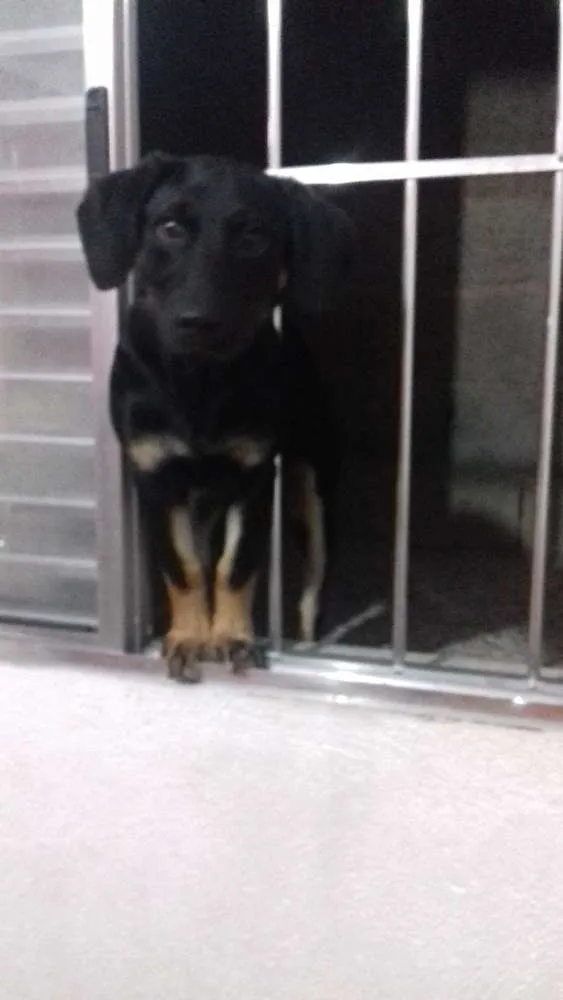 Cachorro ra a rottweiler misturado  idade 2 a 6 meses nome Luna