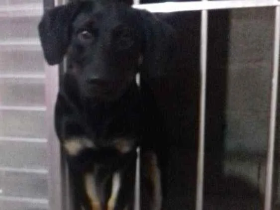 Cachorro ra a rottweiler misturado  idade 2 a 6 meses nome Luna