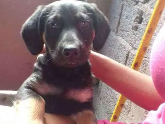 Cachorro ra a rottweiler misturado  idade 2 a 6 meses nome Luna