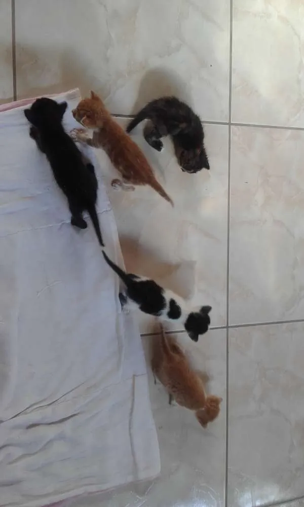 Gato ra a SRD idade Abaixo de 2 meses nome Fofos 
