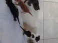 Fofos 