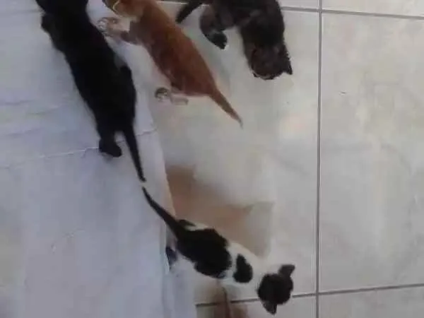 Gato ra a SRD idade Abaixo de 2 meses nome Fofos 