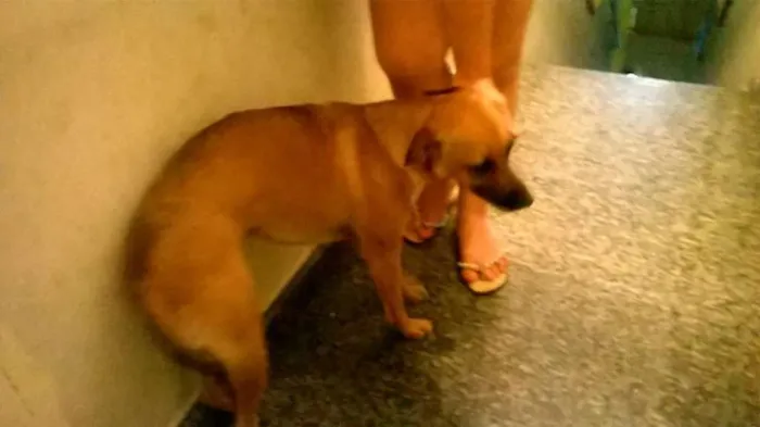 Cachorro ra a vira lata idade 2 anos nome maya