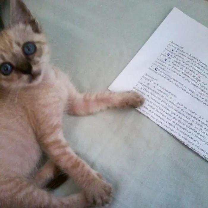 Gato ra a vira lata idade 2 a 6 meses nome Fofinho