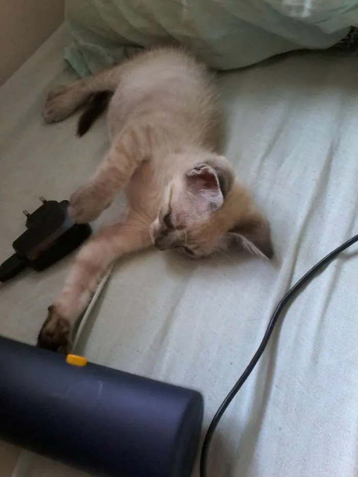 Gato ra a vira lata idade 2 a 6 meses nome Fofinho