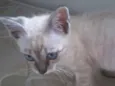 Fofinho