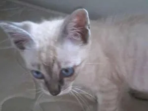 Gato raça vira lata idade 2 a 6 meses nome Fofinho