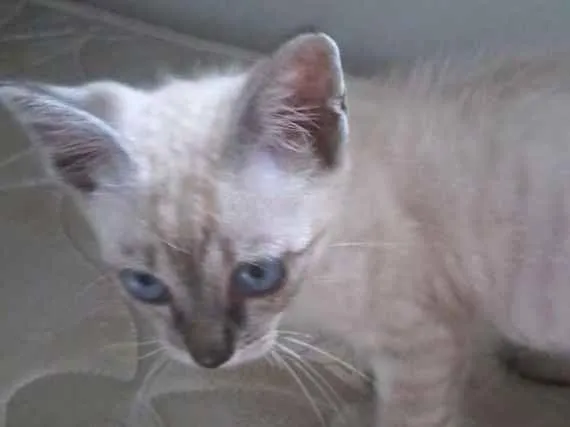 Gato ra a vira lata idade 2 a 6 meses nome Fofinho