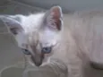 Fofinho