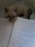 Fofinho