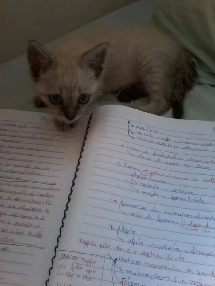 Gato ra a vira lata idade 2 a 6 meses nome Fofinho