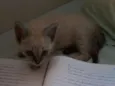 Fofinho
