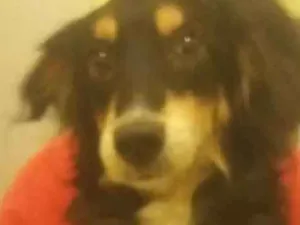 Cachorro raça Bud Coler idade 7 a 11 meses nome Ralf