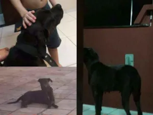 Cachorro raça Labrador idade 4 anos nome Preta