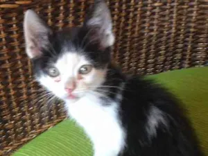 Gato raça Srd idade 2 a 6 meses nome Sem nome