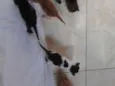 Fofos 