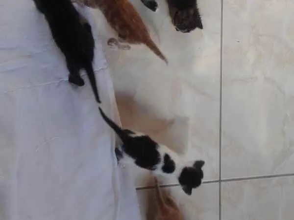 Gato ra a SRD idade Abaixo de 2 meses nome Fofos 