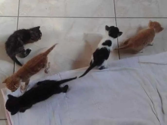 Gato ra a SRD idade Abaixo de 2 meses nome Fofos 