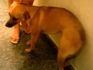 Cachorro raça vira lata idade 2 anos nome maya