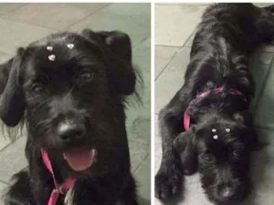 Cachorro raça vira lata idade 7 a 11 meses nome Cindy 