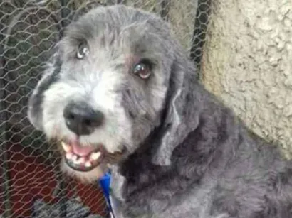 Cachorro raça Poold idade 6 ou mais anos nome Maradona