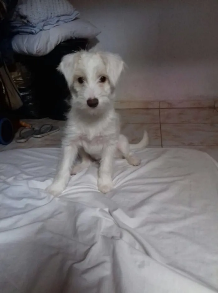 Cachorro ra a Srd idade 2 a 6 meses nome Lua (filhote)