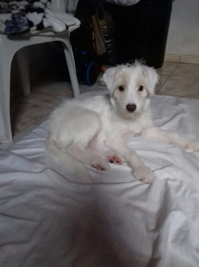Cachorro ra a Srd idade 2 a 6 meses nome Lua (filhote)