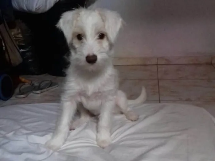 Cachorro ra a Srd idade 2 a 6 meses nome Lua (filhote)