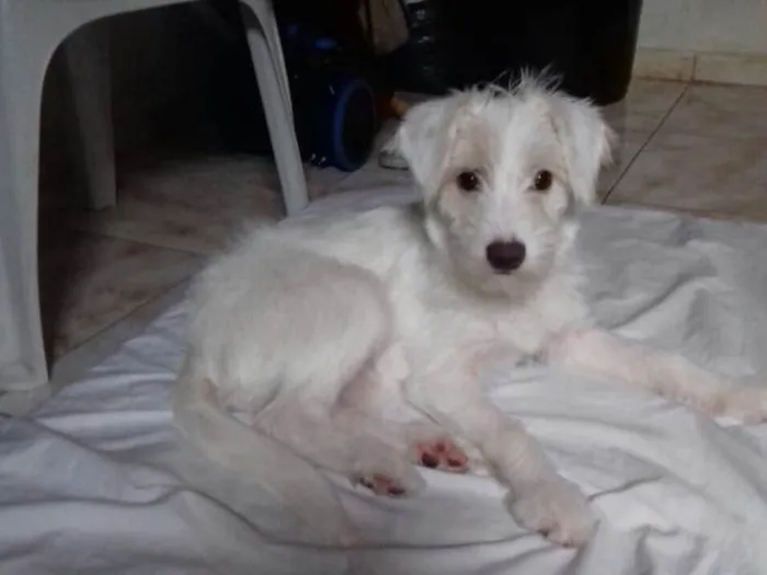 Cachorro ra a Srd idade 2 a 6 meses nome Lua (filhote)
