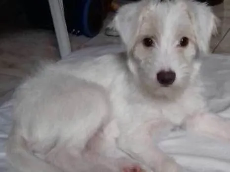 Cachorro ra a Srd idade 2 a 6 meses nome Lua (filhote)
