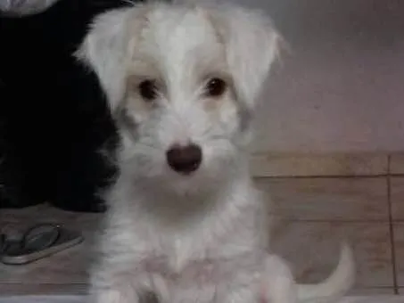 Cachorro ra a Srd idade 2 a 6 meses nome Lua (filhote)