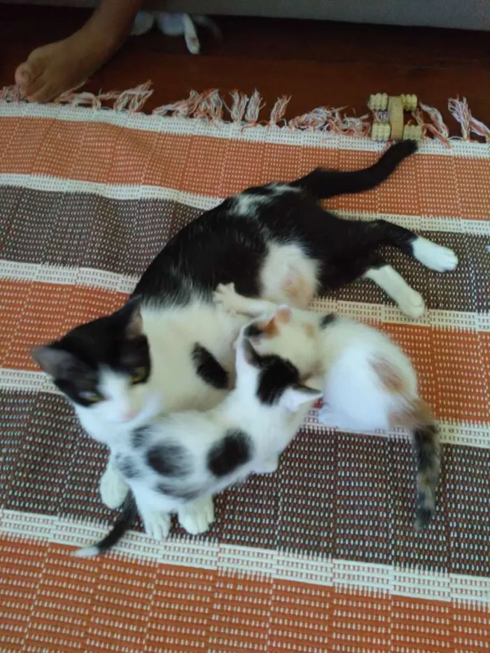 Gato raça Pelo curto brasileiro  idade Abaixo de 2 meses nome Pandora / Neve