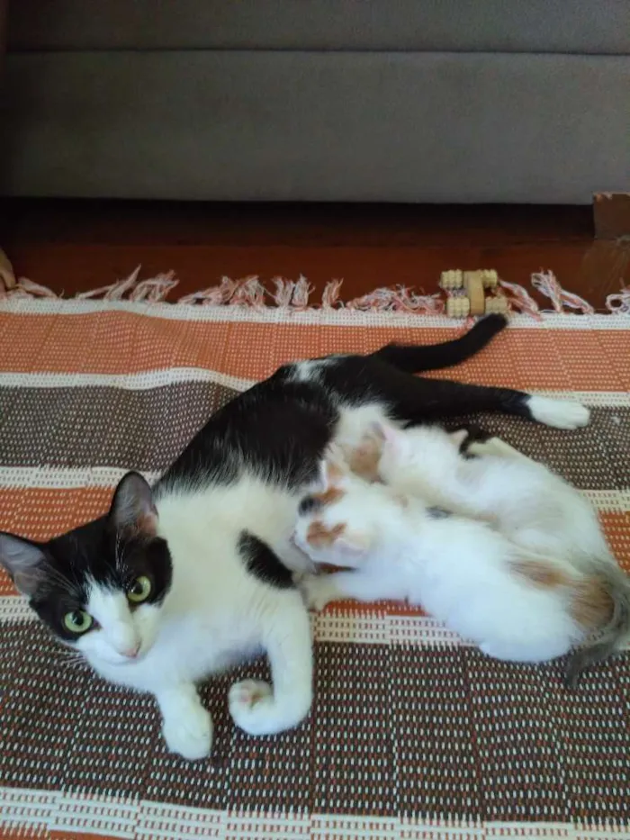 Gato raça Pelo curto brasileiro  idade Abaixo de 2 meses nome Pandora / Neve
