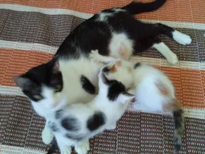 Gato raça Pelo curto brasileiro  idade Abaixo de 2 meses nome Pandora / Neve