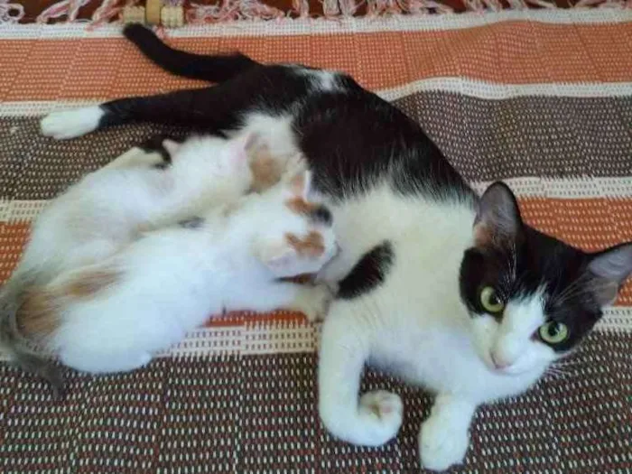 Gato raça Pelo curto brasileiro  idade Abaixo de 2 meses nome Pandora / Neve