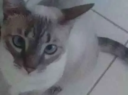 Gato ra a Siamês - Mestiça idade 1 ano nome Francesca
