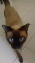 Valentina