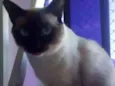 Valentina