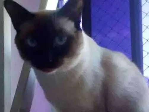 Gato ra a Siamês idade 1 ano nome Valentina