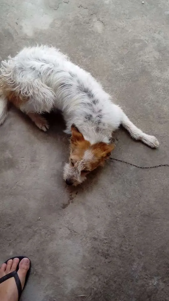 Cachorro ra a SRD idade 1 ano nome nina