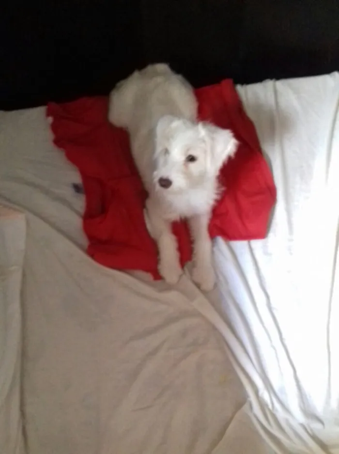 Cachorro ra a Srd idade 2 a 6 meses nome Lua (filhote)